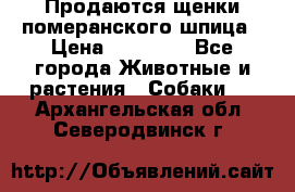 Продаются щенки померанского шпица › Цена ­ 45 000 - Все города Животные и растения » Собаки   . Архангельская обл.,Северодвинск г.